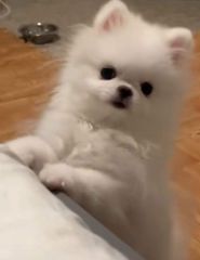 POMERANIAN toy έως 2.5 κιλά