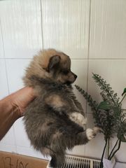 POMERANIAN toy έως 2.5 κιλά