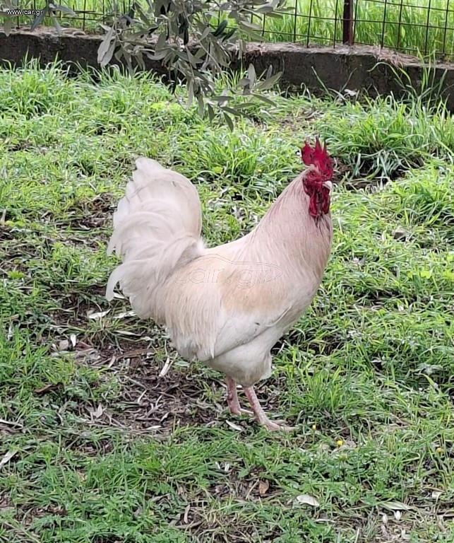 Free Male Chicken