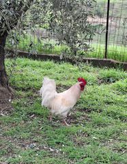 Free Male Chicken-thumb-1