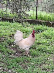 Free Male Chicken-thumb-2
