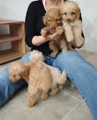 poodle