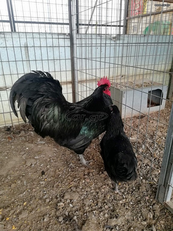 Australorp νεοσσοί