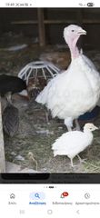Γαλοπούλα  λευκα κ μαυρα κρεατοπαραγωγης-thumb-2