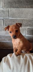 PINSCHER ΠΙΝΣΕΡ ΚΟΥΤΑΒΑΚΙΑ