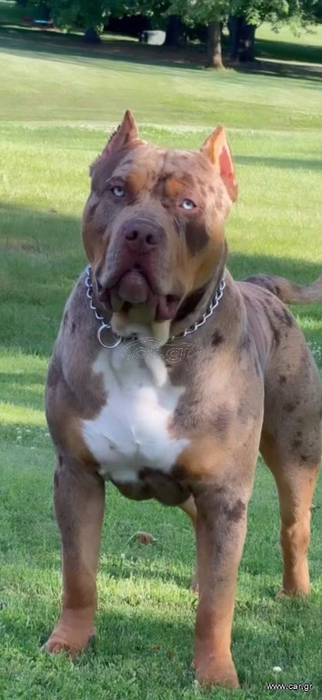 Πιτμπουλ bully   xxl l  American bully xxxl