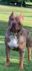 Πιτμπουλ bully   xxl l  American bully xxxl