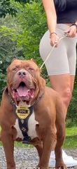 Πιτμπουλ bully   xxl l  American bully xxxl-thumb-1