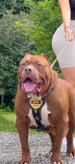Πιτμπουλ bully   xxl l  American bully xxxl-thumb-2