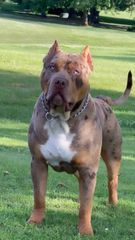 Πιτμπουλ bully   xxl l  American bully xxxl-thumb-3