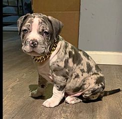 Πιτμπουλ bully   xxl l  American bully xxxl-thumb-4