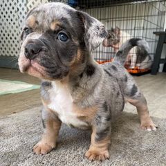 Πιτμπουλ bully   xxl l  American bully xxxl-thumb-5