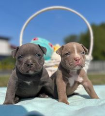 Πιτμπουλ bully   xxl l  American bully xxxl-thumb-6
