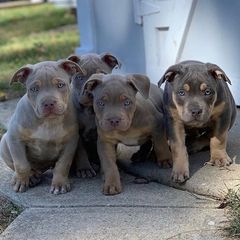 Πιτμπουλ bully   xxl l  American bully xxxl-thumb-7