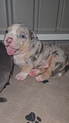 Πιτμπουλ bully   xxl l  American bully xxxl-thumb-8