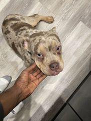 Πιτμπουλ bully   xxl l  American bully xxxl-thumb-9