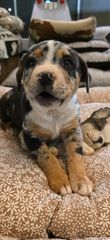 Πιτμπουλ bully   xxl l  American bully xxxl-thumb-10