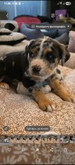 Πιτμπουλ bully   xxl l  American bully xxxl-thumb-11
