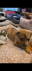 Πιτμπουλ bully   xxl l  American bully xxxl-thumb-12