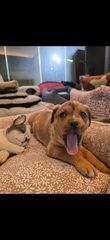 Πιτμπουλ bully   xxl l  American bully xxxl-thumb-13