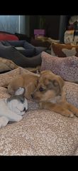 Πιτμπουλ bully   xxl l  American bully xxxl-thumb-14