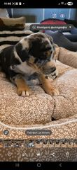 Πιτμπουλ bully   xxl l  American bully xxxl-thumb-15