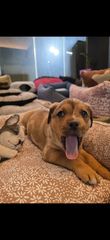 Πιτμπουλ bully   xxl l  American bully xxxl-thumb-16