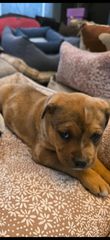 Πιτμπουλ bully   xxl l  American bully xxxl-thumb-17