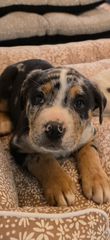 Πιτμπουλ bully   xxl l  American bully xxxl-thumb-18