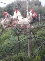 πωλούνται κοκόρια για αναπαραγωγή παλιάς ντόπιας ράτσας