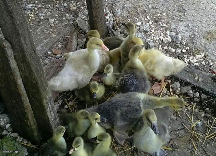 Διαθέσιμα χηνάκια Έβρος