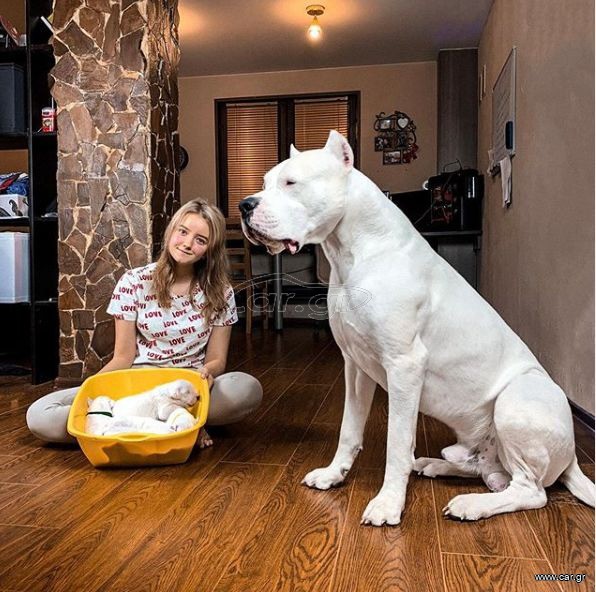 Ντογκο αρτζεντινο Dogo Argentino