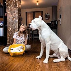 Ντογκο αρτζεντινο Dogo Argentino