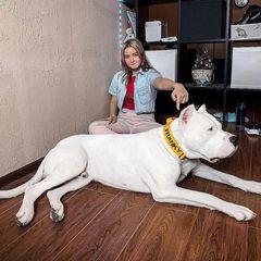 Ντογκο αρτζεντινο Dogo Argentino-thumb-1