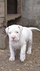 Ντογκο αρτζεντινο Dogo Argentino-thumb-2
