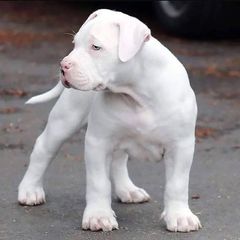 Ντογκο αρτζεντινο Dogo Argentino-thumb-3