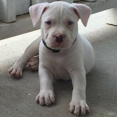 Ντογκο αρτζεντινο Dogo Argentino-thumb-4