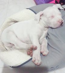 Ντογκο αρτζεντινο Dogo Argentino-thumb-5