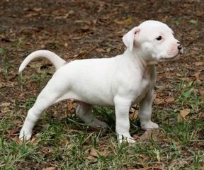 Ντογκο αρτζεντινο Dogo Argentino-thumb-6
