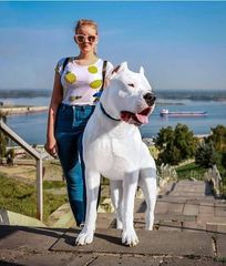 Ντογκο αρτζεντινο Dogo Argentino-thumb-7