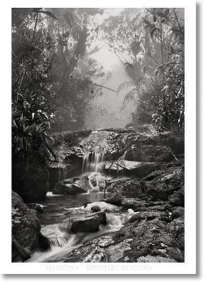 SEBASTI?O SALGADO. AMAZΟNIA. POSTER CREEK