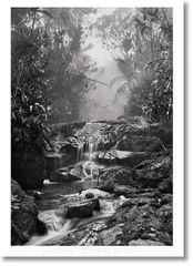 SEBASTI?O SALGADO. AMAZΟNIA. POSTER CREEK