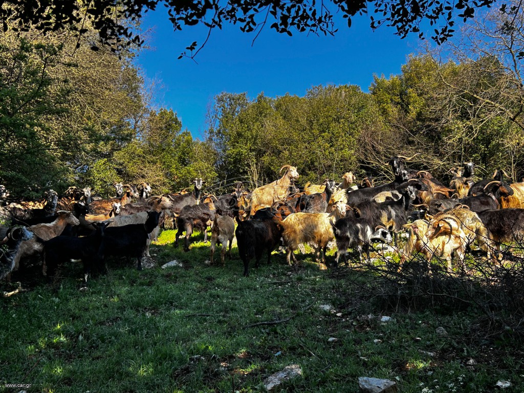Πωλούνται γίδια