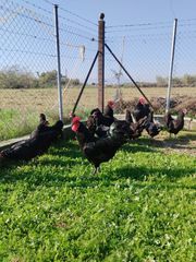 Australorp πουλάκια-thumb-1