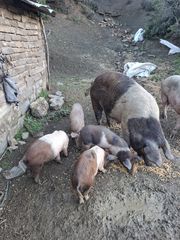 πωλούνται 4 γουρουνοπουλα 120 το ενα 15με20κιλα  ...250 η μάνα 3 γεννες έχει...