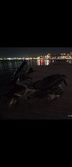 Gilera Nexus 300 2009 ie-thumb-3