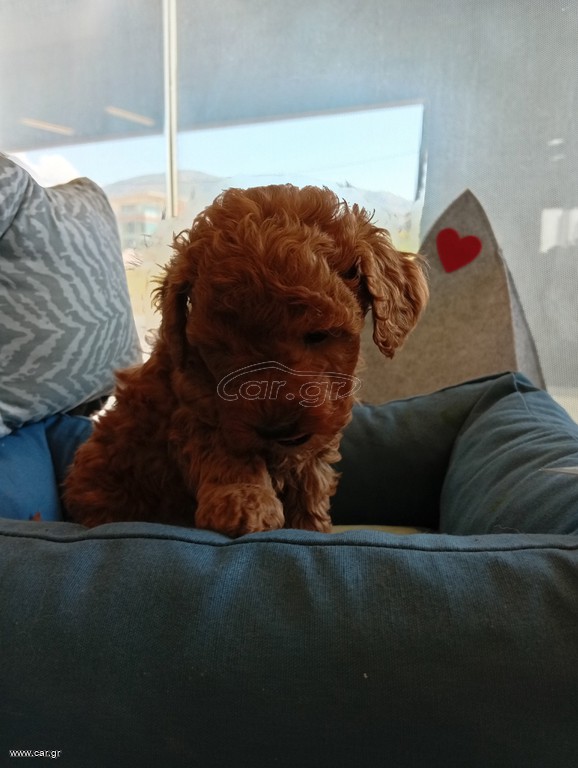 poodle red toy
