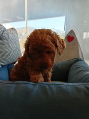 poodle red toy