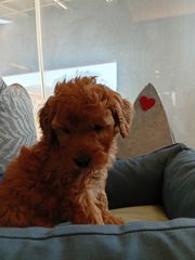 poodle red toy-thumb-1