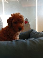 poodle red toy-thumb-2